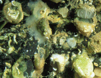 Thecidellina williamsi from Cape Verde islands Thecidellina williamsi from Cape Verde islands