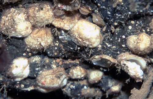 Novocrania from Cape Verde Islands Novocrania from Cape Verde Islands