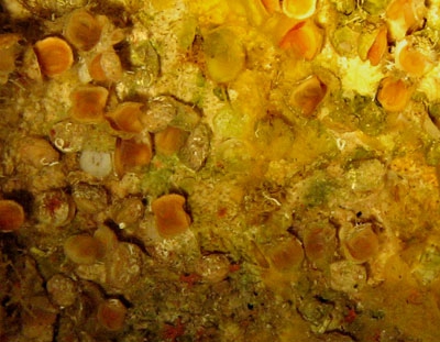 Thecidellina williamsi from Cape Verde Islands Thecidellina williamsi from Cape Verde Islands