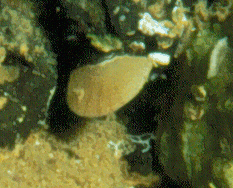 Argyrotheca cuneata from Cape Verde Islands