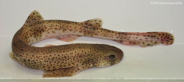 Scyliorhinus canicula (Linnaeus, 1758) Scyliorhinus canicula (Linnaeus, 1758)