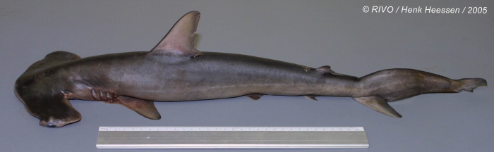 Sphyrna zygaena (Linnaeus, 1758) Sphyrna zygaena (Linnaeus, 1758)