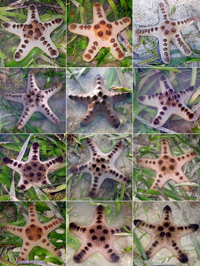 Protoreaster nodosus Protoreaster nodosus