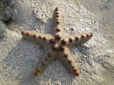 Protoreaster nodosus Protoreaster nodosus