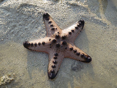 Protoreaster nodosus Protoreaster nodosus