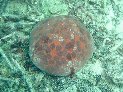 Culcita novaeguineae Culcita novaeguineae