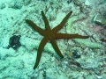 Echinodermata (echinoderms)