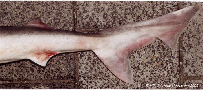Galeorhinus galeus (Linnaeus, 1758) Galeorhinus galeus (Linnaeus, 1758)