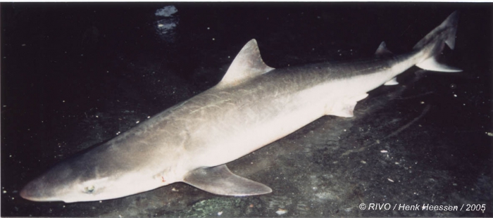 Galeorhinus galeus (Linnaeus, 1758) Galeorhinus galeus (Linnaeus, 1758)