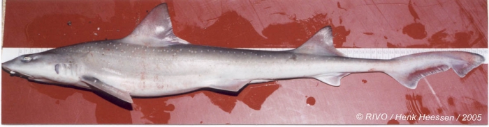 Mustelus asterias Cloquet, 1821 Mustelus asterias Cloquet, 1821