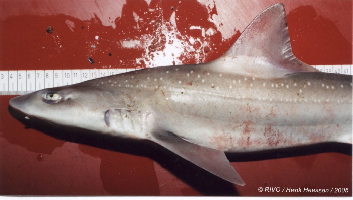 Mustelus asterias Cloquet, 1821 Mustelus asterias Cloquet, 1821