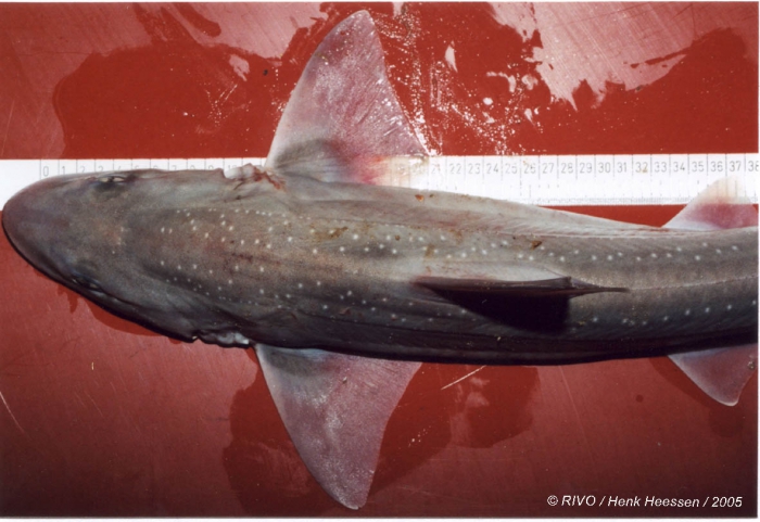 Mustelus asterias Cloquet, 1821 Mustelus asterias Cloquet, 1821