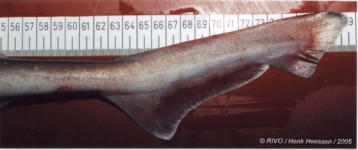 Mustelus asterias Cloquet, 1821 Mustelus asterias Cloquet, 1821
