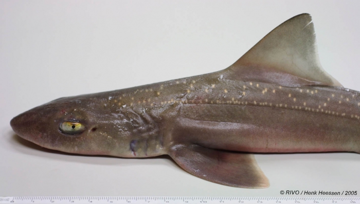 Mustelus asterias Cloquet, 1821 Mustelus asterias Cloquet, 1821