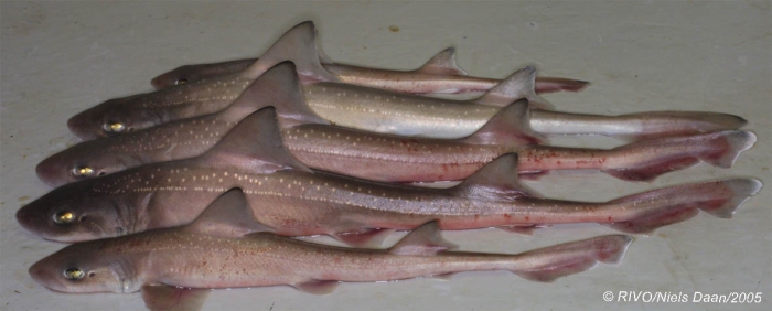 Mustelus asterias Cloquet, 1821 Mustelus asterias Cloquet, 1821