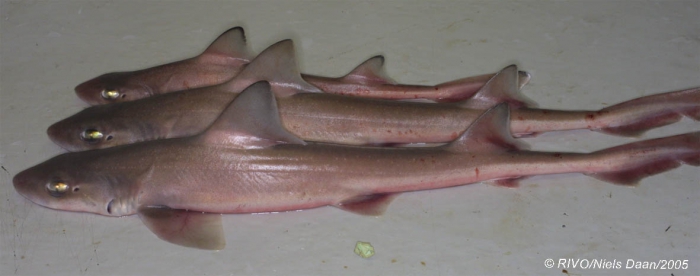 Mustelus mustelus (Linnaeus, 1758) Mustelus mustelus (Linnaeus, 1758)
