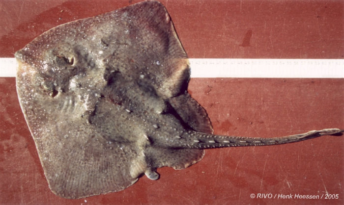 Amblyraja radiata (Donovan, 1808) Amblyraja radiata (Donovan, 1808)