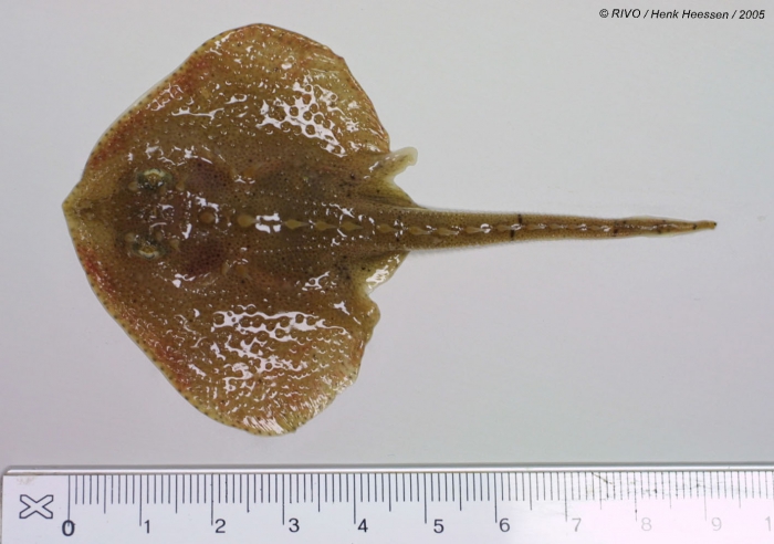 Amblyraja radiata (Donovan, 1808) Amblyraja radiata (Donovan, 1808)
