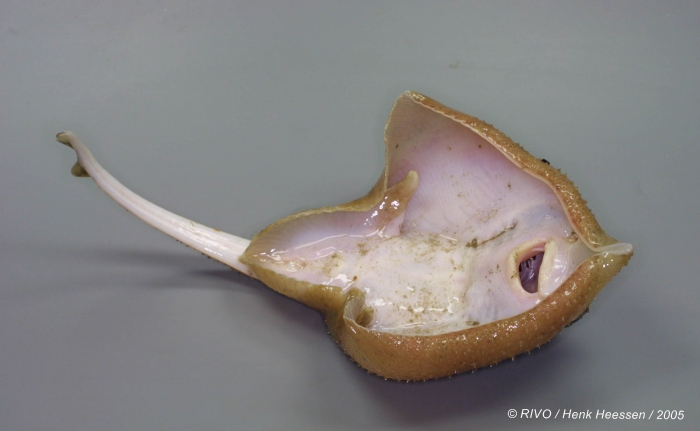 Amblyraja radiata (Donovan, 1808) Amblyraja radiata (Donovan, 1808)