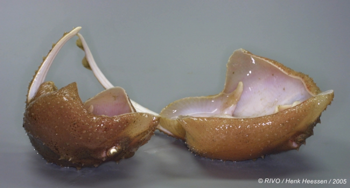 Amblyraja radiata (Donovan, 1808) Amblyraja radiata (Donovan, 1808)
