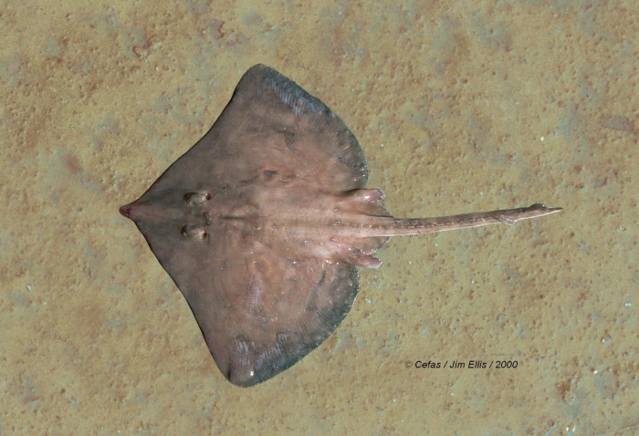 Dipturus batis (Linnaeus, 1758) Dipturus batis (Linnaeus, 1758)