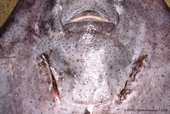Dipturus oxyrinchus (Linnaeus, 1758) Dipturus oxyrinchus (Linnaeus, 1758)