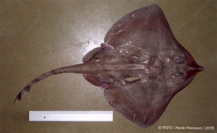 Leucoraja fullonica (Linnaeus, 1758) Leucoraja fullonica (Linnaeus, 1758)