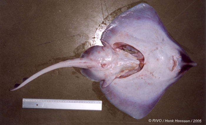 Leucoraja fullonica (Linnaeus, 1758) Leucoraja fullonica (Linnaeus, 1758)