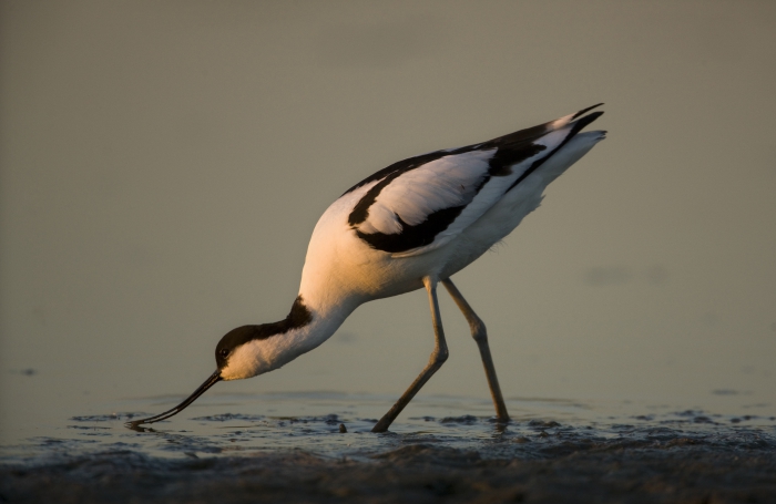 avocet