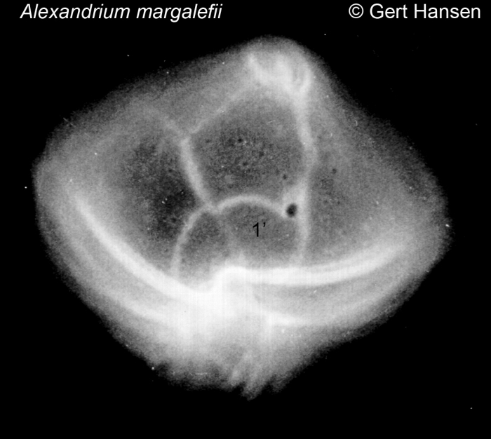 Alexandrium margalefii Alexandrium margalefii