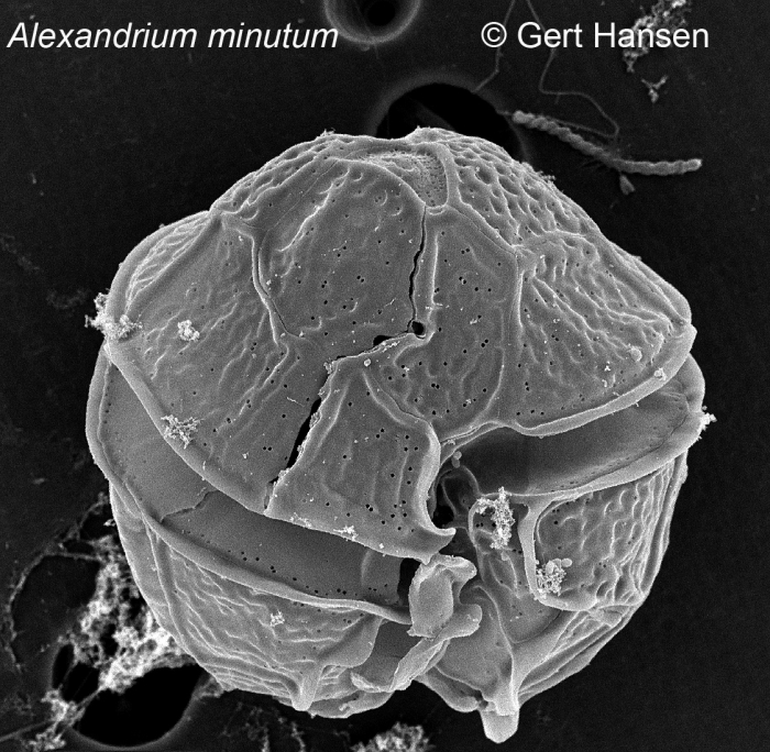 Alexandrium minutum Alexandrium minutum