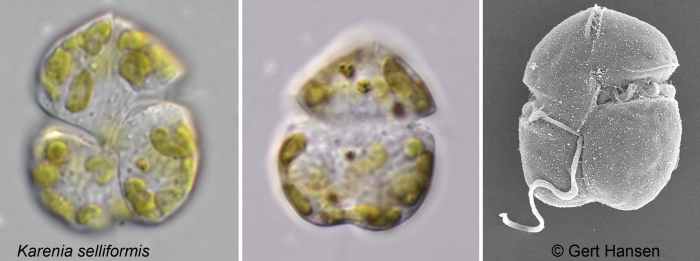 Karenia selliformis Karenia selliformis
