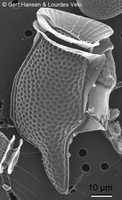 Dinophysis caudata Dinophysis caudata