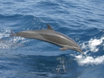 Juvenile pantropical spotted dolphin (Stenella attenuata) in the eastern tropical Pacific.