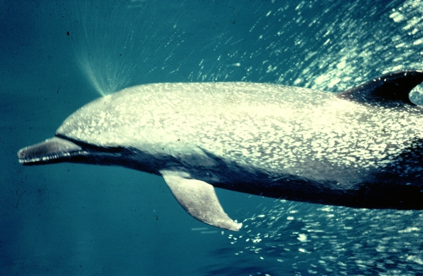 Coastal spotted dolphin (Stenella attenuata graffmani) in the eastern tropical Pacific Coastal spotted dolphin (Stenella attenuata graffmani) in the eastern tropical Pacific