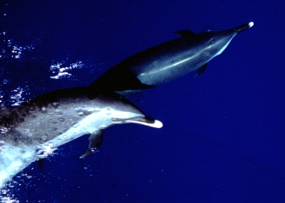 Pantropical spotted dolphin (Stenella attenuata). Note white-tipped beaks. Pantropical spotted dolphin (Stenella attenuata). Note white-tipped beaks.