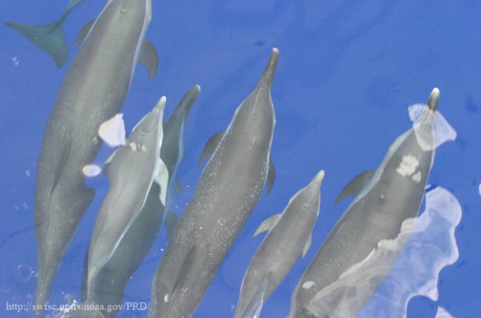 Pantropical spotted dolphins (Stenella attenuata) on the bow of a ship. Note unspotted calves. Pantropical spotted dolphins (Stenella attenuata) on the bow of a ship. Note unspotted calves.