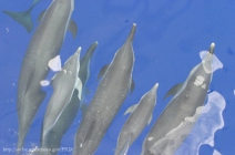 Pantropical spotted dolphins (Stenella attenuata) on the bow of a ship.  Note unspotted calves.
