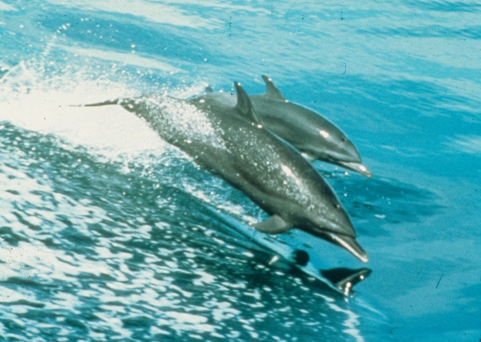 Pantropical spotted dolphins (Stenella attenuata) - mother and calf. Pantropical spotted dolphins (Stenella attenuata) - mother and calf.