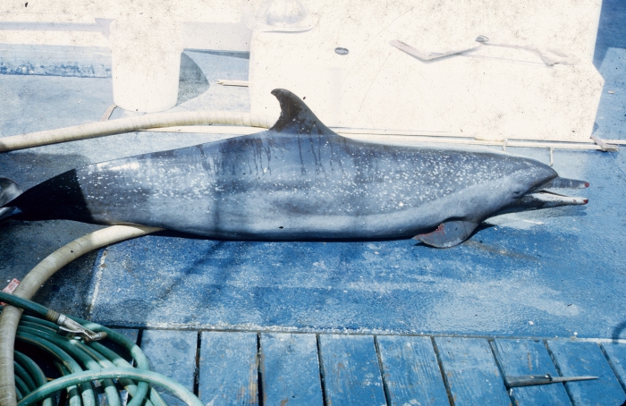 Pantropical spotted dolphin (Stenella attenuata) bycaught in tuna purse seine fishery. Pantropical spotted dolphin (Stenella attenuata) bycaught in tuna purse seine fishery.