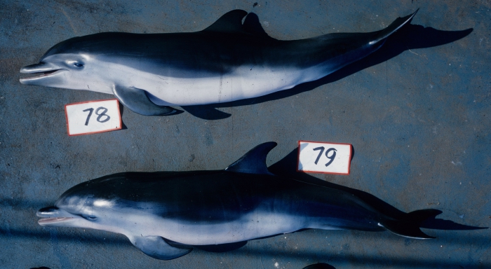Pantropical spotted dolphin (Stenella attenuata) newborn calves bycaught in tuna purse seine fishery. Pantropical spotted dolphin (Stenella attenuata) newborn calves bycaught in tuna purse seine fishery.