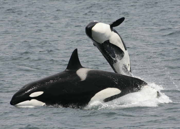 Killer whales (Orcinus orca)
