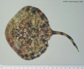 Raja undulata Lacepe, 1802 