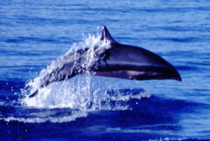 Fraser's dolphin (Lagenodelphis hosei) in the Philippines - adult male