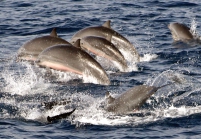 Fraser's dolphins (Lagenodelphis hosei) in the Philippines