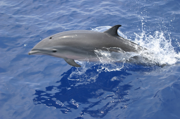 Fraser's dolphin (Lagenodelphis hosei) in the Philippines - female or juvenile Fraser's dolphin (Lagenodelphis hosei) in the Philippines - female or juvenile