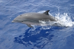 Fraser's dolphin (Lagenodelphis hosei) in the Philippines - female or juvenile