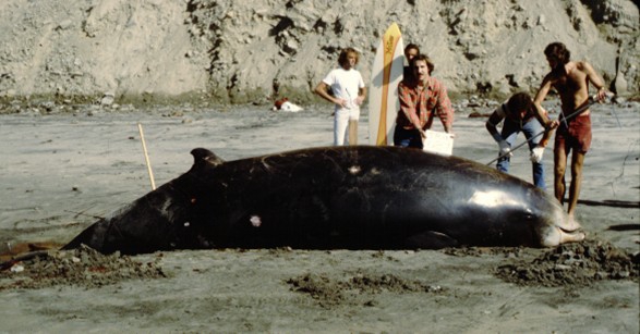Cuvier's beaked whale (Ziphius cavirostris) stranded in California
