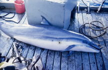 Fraser's dolphin (Lagenodelphis hosei) bycaught in tuna purse seine fishery