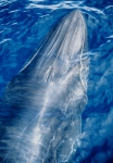 Bryde's whale (Balaenoptera edeni) - Note 3 ridges on head.
